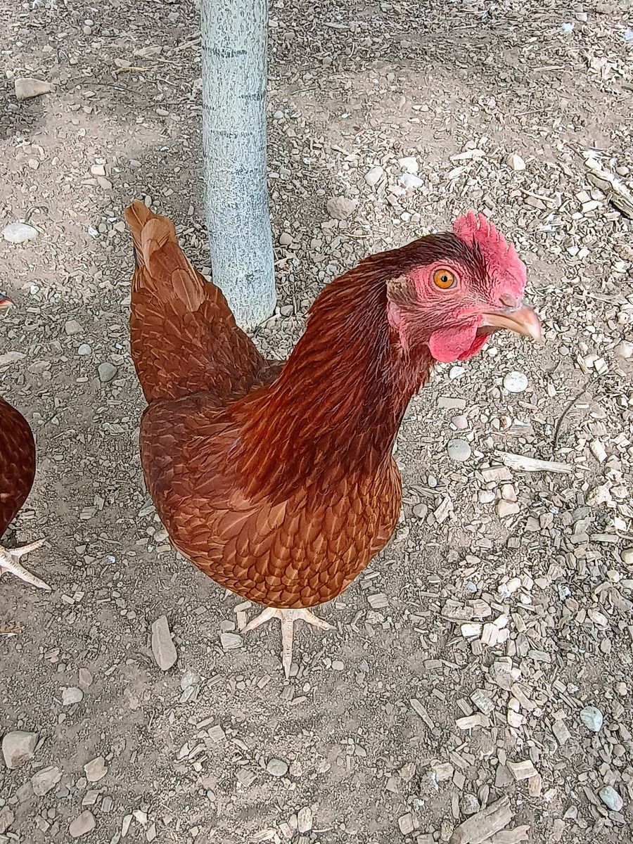 ISA BROWN Hen Chickens for Sale