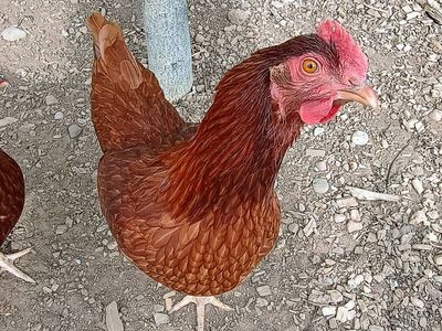 ISA BROWN Hen Chickens for Sale