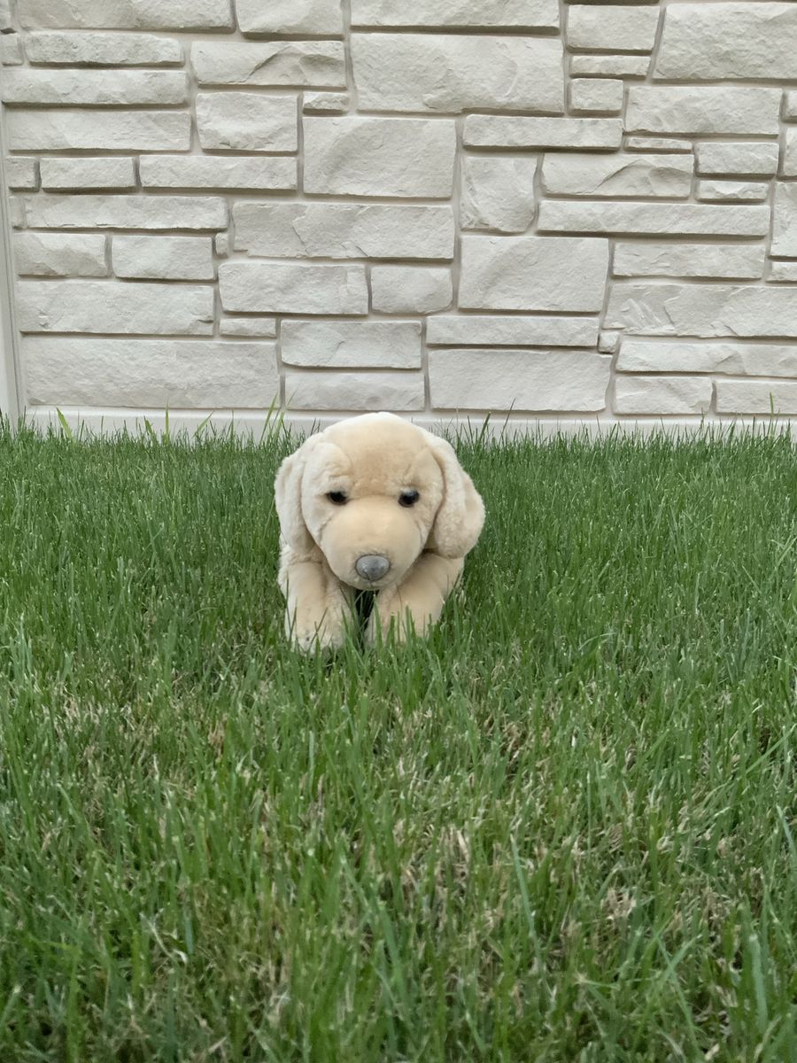 Golden lab plush