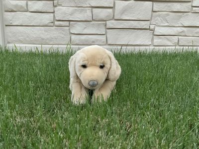 Golden lab plush
