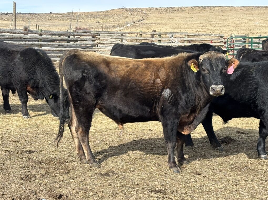 Registered Jersey Bull