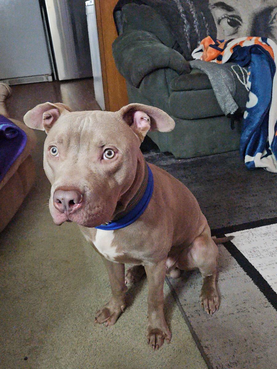 Looking for a good home for this sweet boy my girlfriend unfortunately cant keep him he is 9 months old American bully