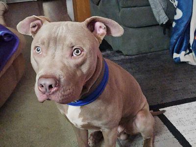Looking for a good home for this sweet boy my girlfriend unfortunately cant keep him he is 9 months old American bully