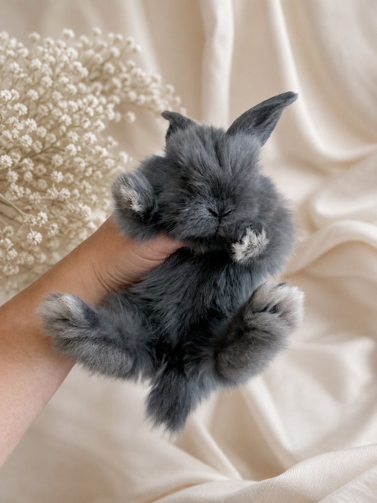 Purebred Holland Lop Baby Bunny Rabbit Buck