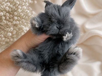 Purebred Holland Lop Baby Bunny Rabbit Buck