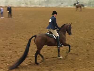 Registered Purebred And Half-Quarter horses