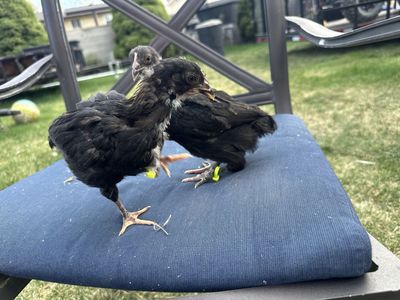 Olive Egger Pullets
