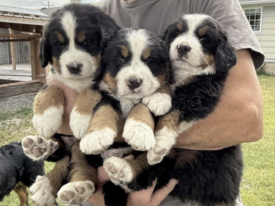 AKC AND BERNER-GARDE REGISTERED BERNESE MOUNTAIN DOG PUPPIES