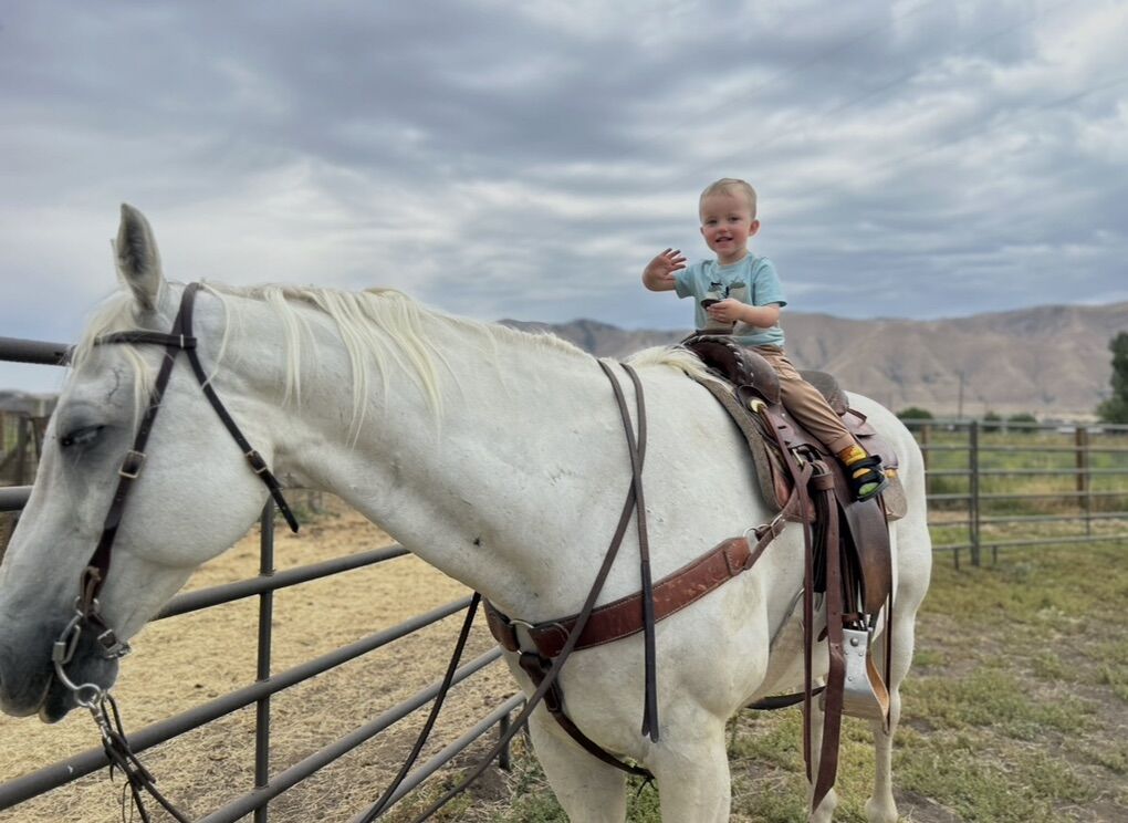 23 Year Old Grey Gelding