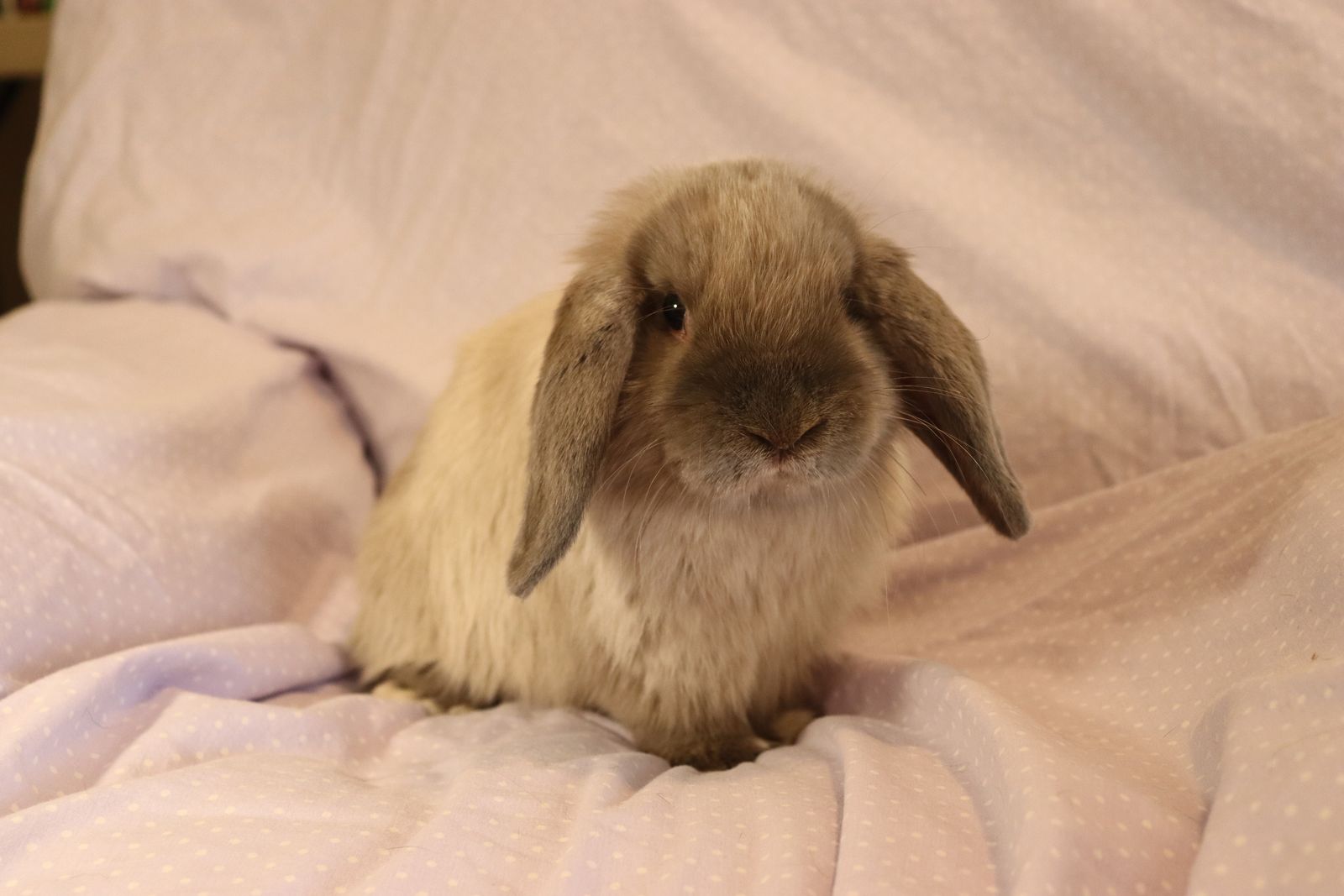 Junior Buck Holland Lop for sale