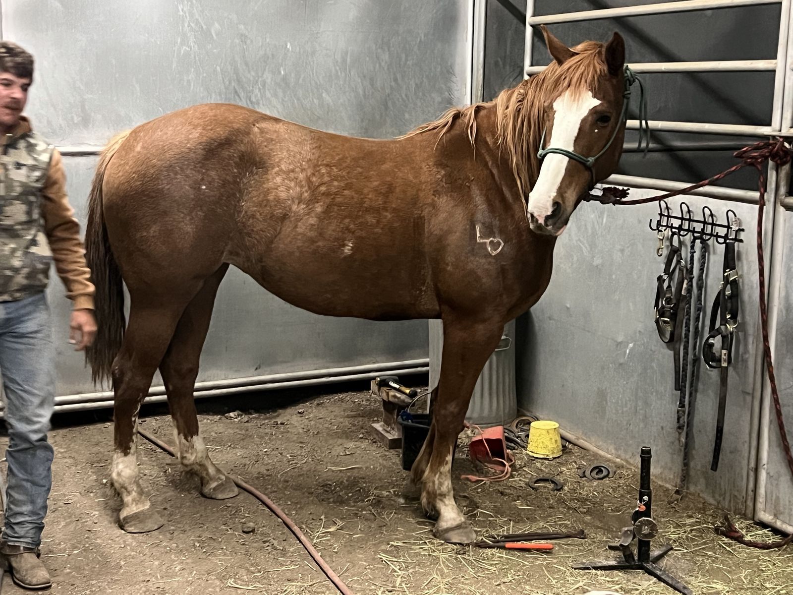 5 year old 1/4 draft mare