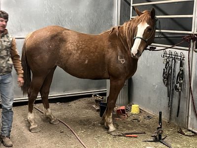 5 year old 1/4 draft mare