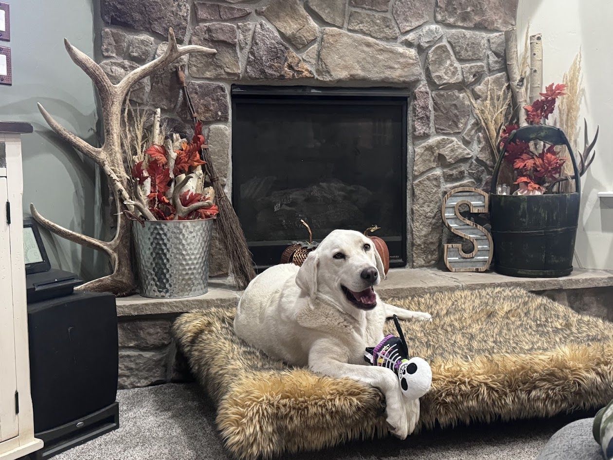 7 year old male- white lab