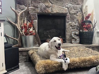 7 year old male- white lab