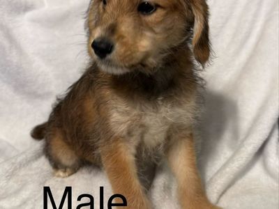 9 week old Aussiedoodle Puppies – Ready for Their Forever Homes!