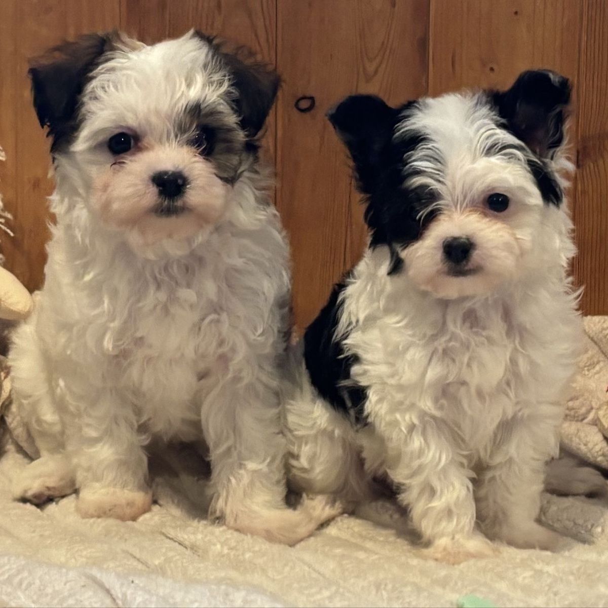 ADORABLE LITTLE FLUFFENUTTERS!!