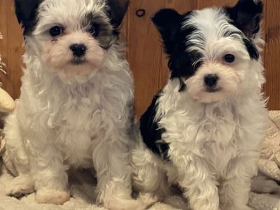 ADORABLE LITTLE FLUFFENUTTERS!!