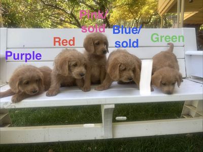 The Most Beautiful Teddy Bear Brown Labradoodles - 3 Males