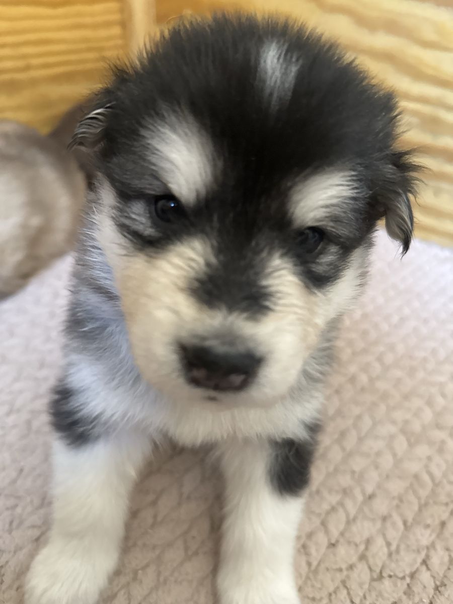 Purebred Alaskan Malamutes