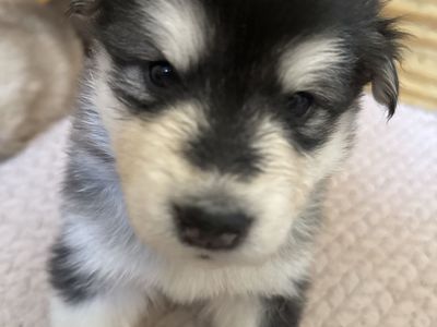 Purebred Alaskan Malamutes
