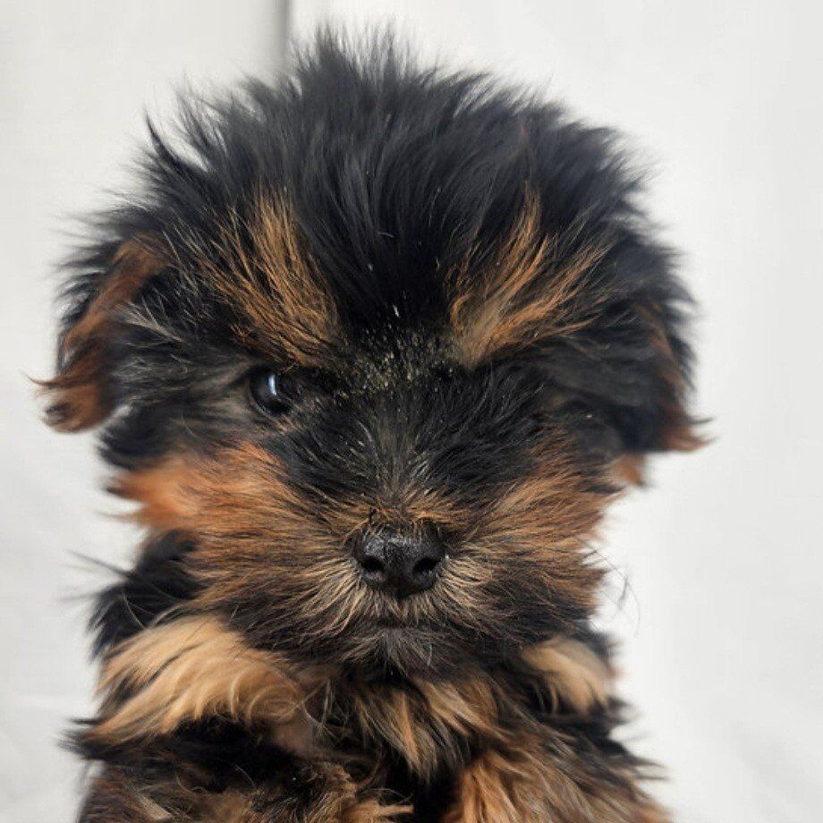 Yorkie 3 female Yorkshire terriers