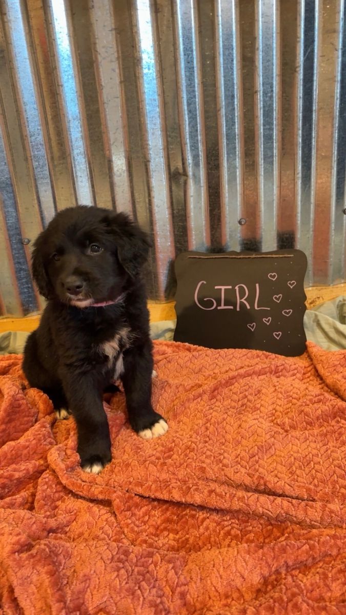 Golden retriever mix puppies 