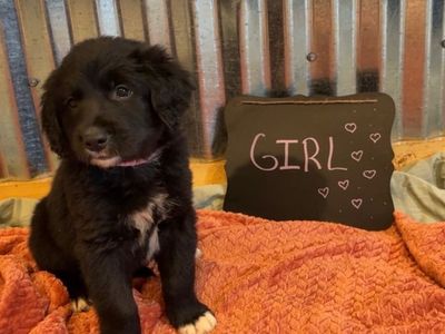 Golden retriever mix puppies