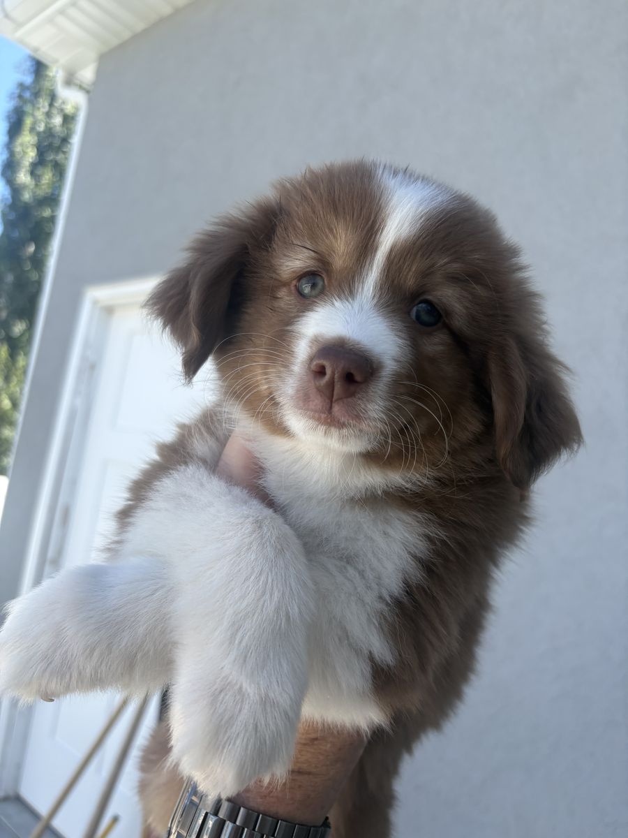 Mini Australian Shephards