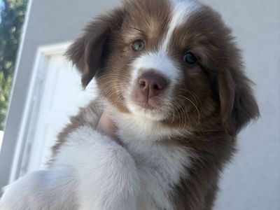 Mini Australian Shephards