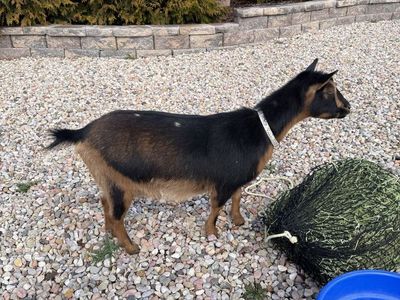 Nigerian Dwarf Goat in Milk