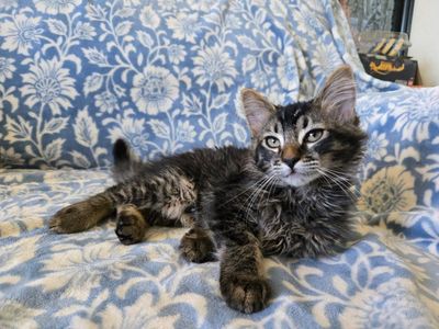 Adorable Kittens Looking for Forever Homes - Various Colors & Personalities
