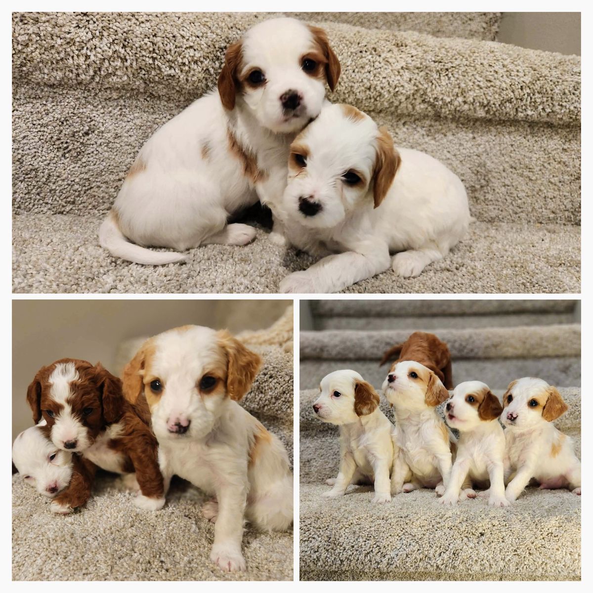 Mini Multigenerational Cavapoo pups