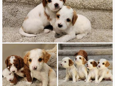 Mini Multigenerational Cavapoo pups