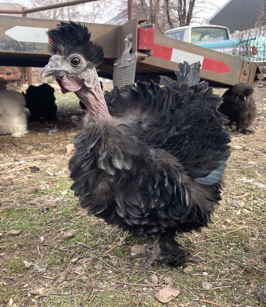 Bantam silkie and showgirl cross chicks for Valentine’s Day!