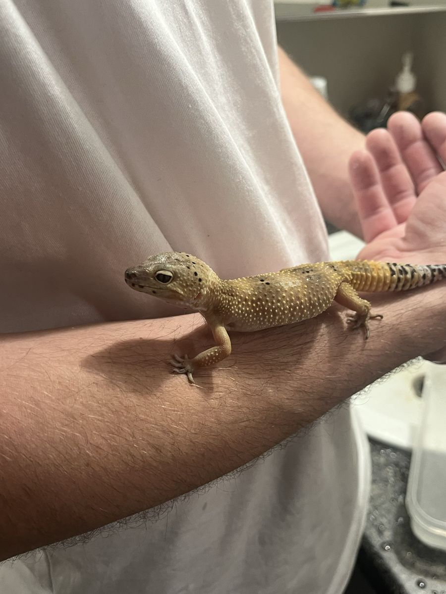 Leopard Geckos And Tank