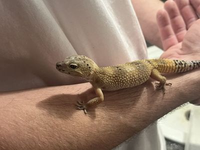 Leopard Geckos And Tank