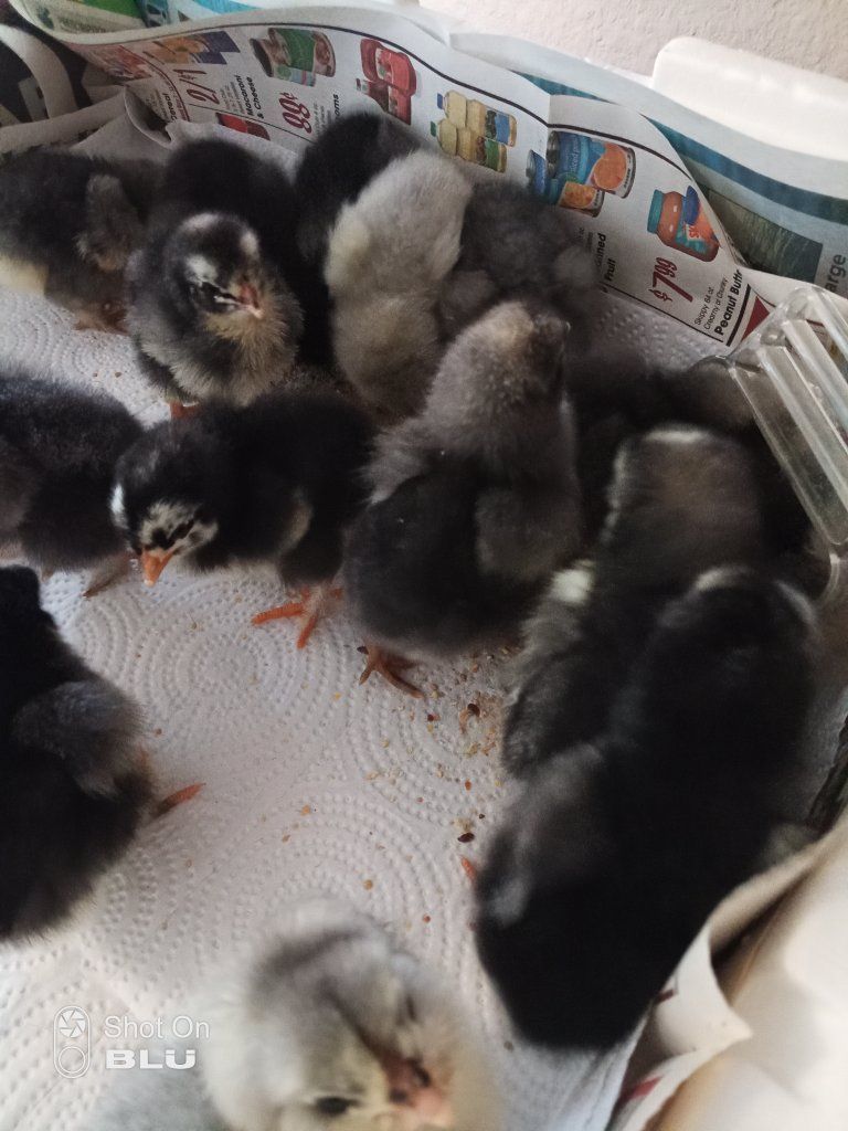 Day-Old Baby Chicks - Assorted Breeds (Black, Grey,and Barred Rock) - Perfect for Your Flock!