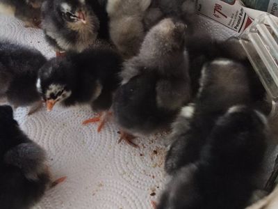 Day-Old Baby Chicks - Assorted Breeds (Black, Grey,and Barred Rock) - Perfect for Your Flock!