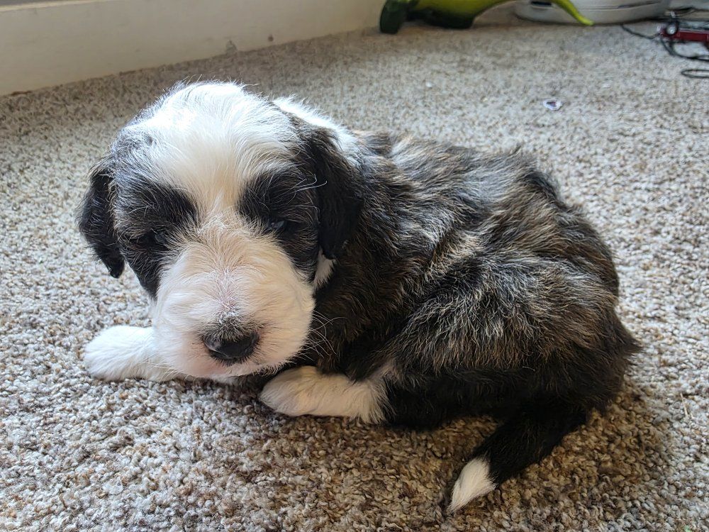 Aussiedoodle Standard Boy Puppy. Marble-colored. Adorable fluffball!