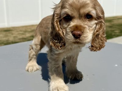 Sweet Cuddly Boy Cocker Spaniel Puppy
