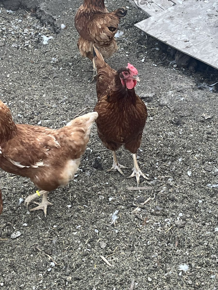 Young hens (14 months old)