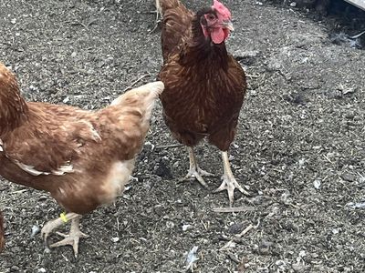 Young hens (14 months old)