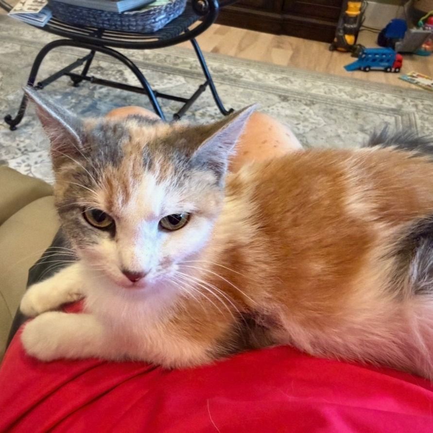 Hello my name is Patches