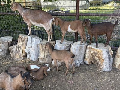 Mini Nubian babies / mom in milk