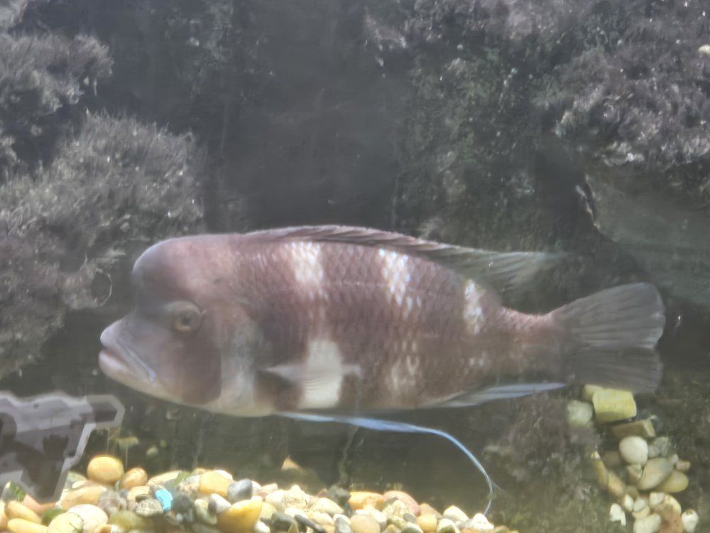 frontosa cichlids