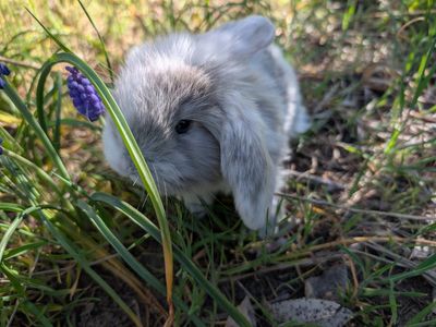 French Lops FOR RESERVE female PETAGREE on request