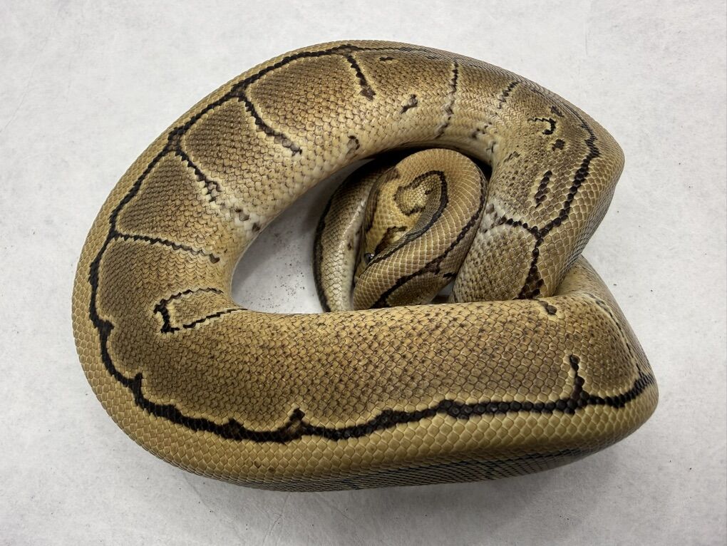 Pinstripe Het VPI Het Pied 50% Het Hypo
