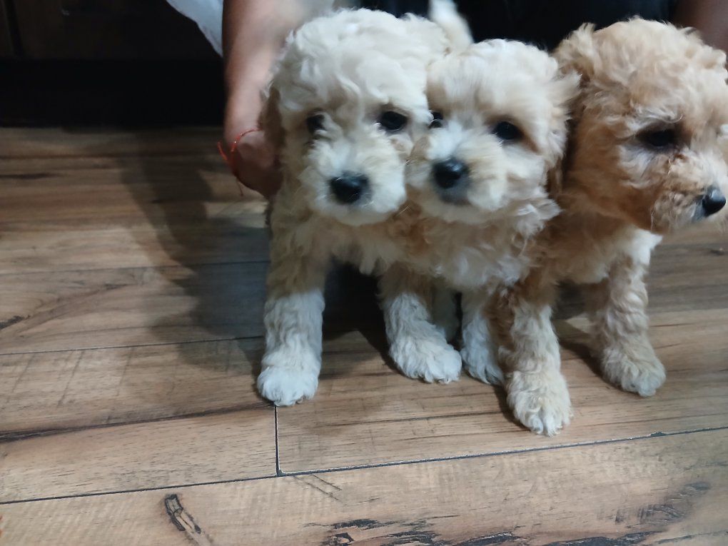 Maltese poodle
