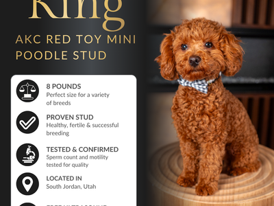 Apricot Toy Poodle Stud Service – Health Tested – Teddy Bear Puppies – Hypoallergenic