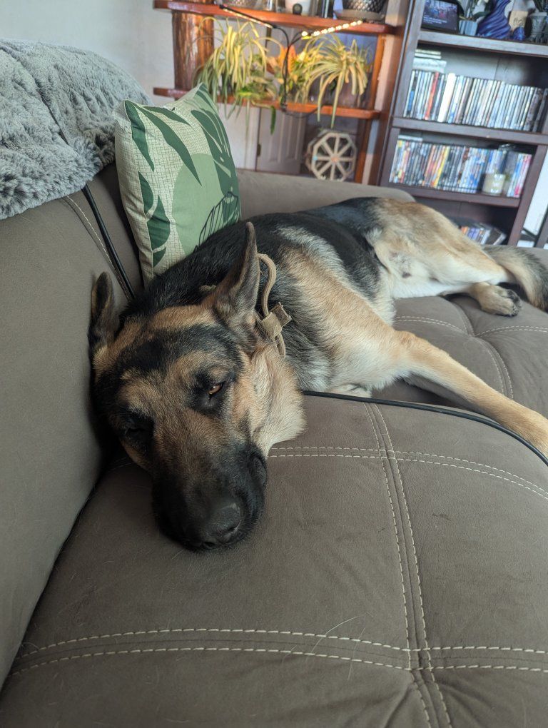 AKC German Shepherd for sale